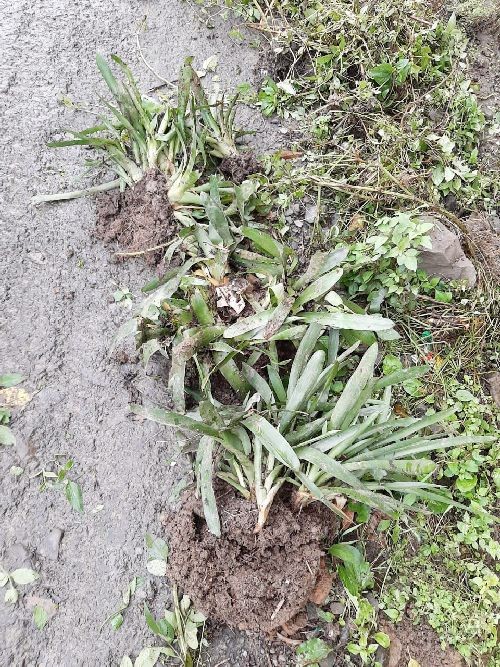 The uprooted flowers thrown away after the pots were stolen in the box cutting area in Kohima.