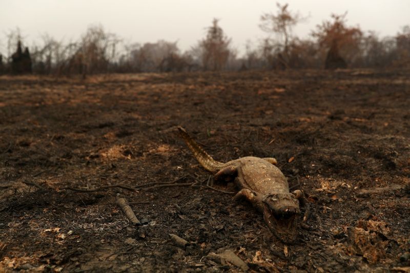 A dead caiman is pictured in an area that was burnt in a fire in the Pantanal, the world's largest wetland, in Pocone, Mato Grosso state, Brazil on August 31, 2020. (REUTERS File Photo)