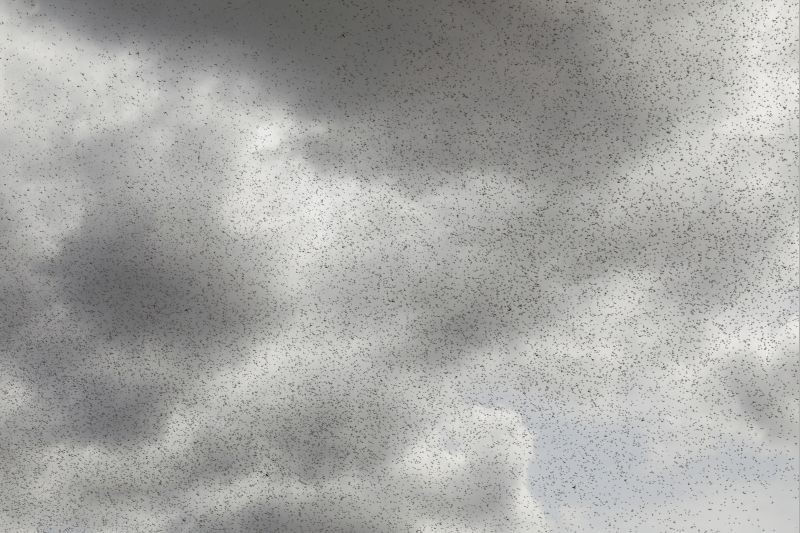 A desert locust swarm flies over the village of Lorengippi near the town of Lodwar, Turkana county, Kenya on July 2, 2020. (REUTERS File Photo)