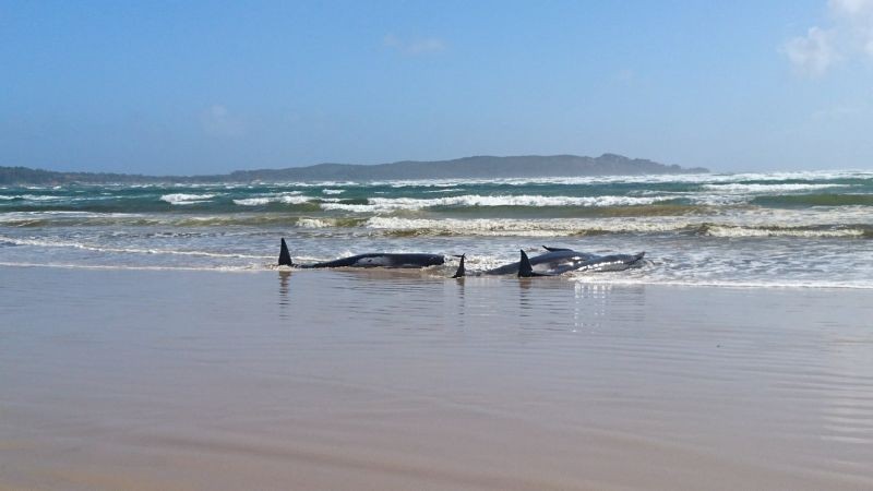 Stranded whales are seen on a sandbar in Macquarie Heads, Tasmania, Australia, September 21, 2020. Picture taken September 21, 2020. ( REUTERS Photo)