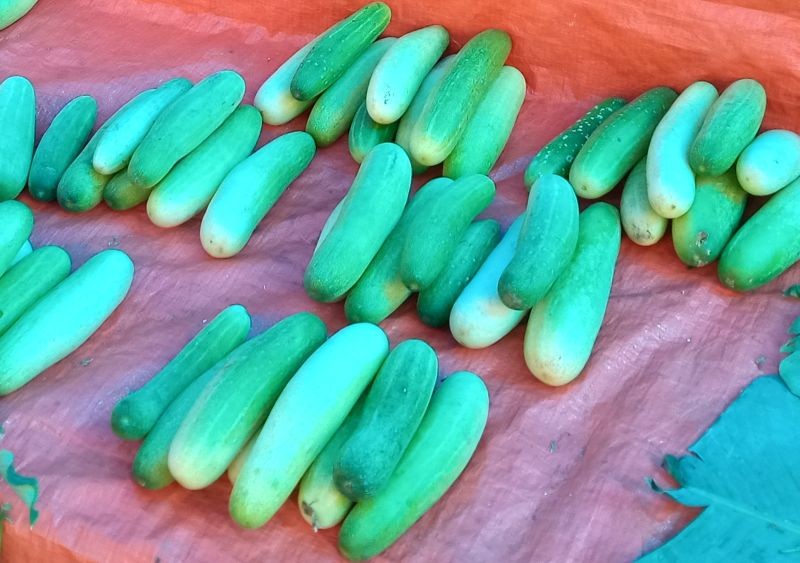 Organic items put for sale at the weekly organic market in Kohima on September 9.  To promote organic products and to uplift economy, Angami Youth Organization and Kohima Municipal Council have initiated weekly organic market at the North Gate of Kohima Local Ground, which will open every Wednesday. (Morung Photo)