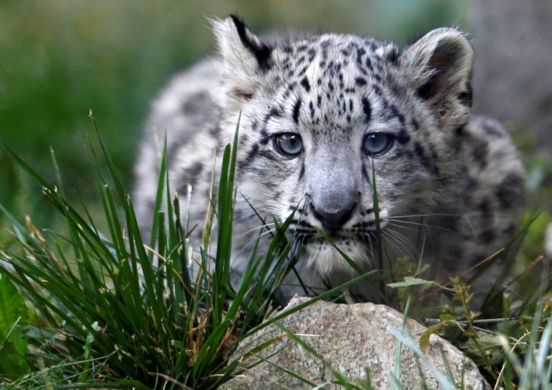 A three month old snow leopard cub is seen at the Brookfield Zoo in Brookfield, Illinois, September 18, 2013. (REUTERS File Photo)