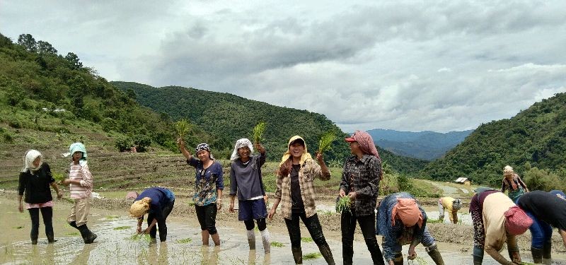 Students and young women from neighbouring villages sowing paddy saplings at Müdütsügho village. With classes suspended, students have been working as part-time farm hands to generate incomes and help their families. (Morung Photo)