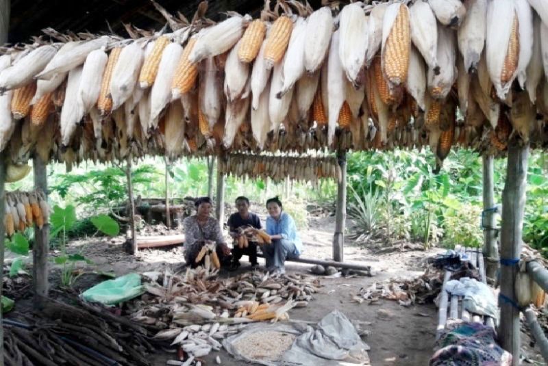 Harvested maize in farmers field, 2019-20.