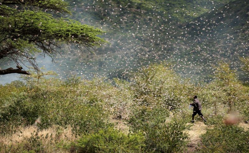 Ahmed Ibrahim, 30, an Ethiopian farmer, attempts to fend off desert locusts as they fly in his khat farm on the outskirt of Jijiga in Somali region, Ethiopia January 12, 2020. (REUTERS File Photo)