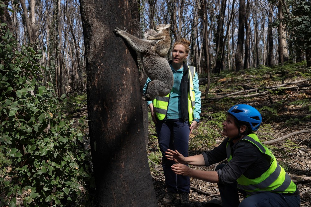 Research scientist Dr. Victoria Inman and Dr. Kellie Leigh, the executive director of the not-for-profit conservation organisation Science for Wildlife, release a koala named Pele and her joey back into the wild, after a team from Science for Wildlife, briefly captured them in order to conduct maintenance on Pele's radio collar and assess her and the joey's health, as part of The Blue Mountains Koala Project, a population monitoring program spearheaded to plan for koala recovery in the region, in Kanangra-Boyd National Park, the Greater Blue Mountains World Heritage Area, near Jenolan, Australia, September 15, 2020. REUTERS/Loren Elliott