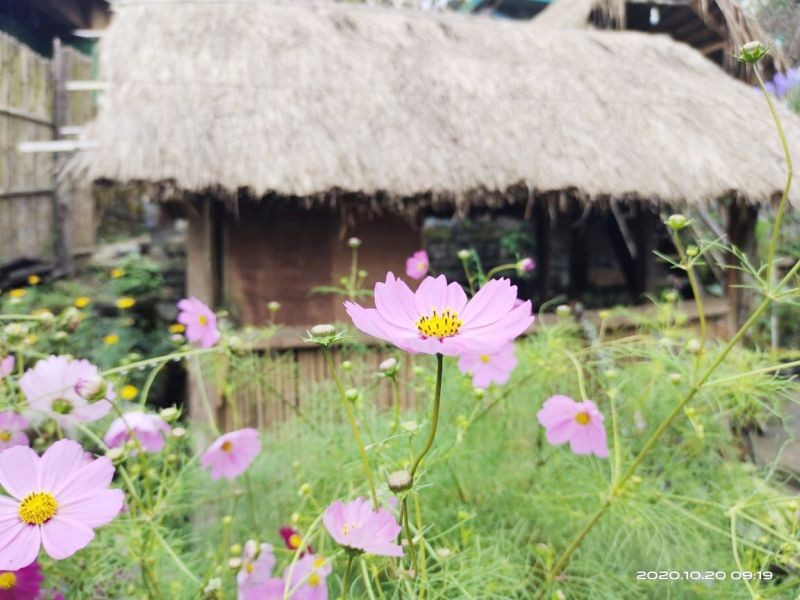 Cosmos in full bloom in Pfütsero area. (Photo Courtesy: The Kalos)