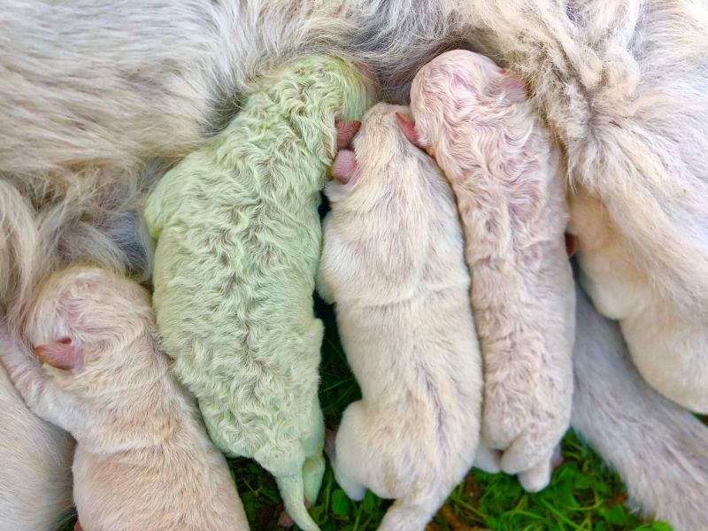 Pistachio, a puppy who was born with green fur, is seen on the day he was born on a farm on the island of Sardinia, in Pattada, Italy, October 9, 2020. (REUTERS File Photo)