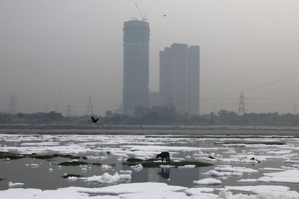 An animal is seen grazing in the polluted water of the river Yamuna, covered in foam during a hazy morning, in New Delhi, October 14, 2020. REUTERS/Anushree Fadnavis