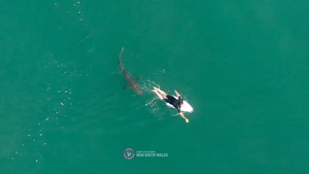 A shark swims close to World championship tour surfer Matt Wilkinson World at Sharpes Beach, New South Wales, Australia, October 7, 2020 in this photo supplied by Surf Life Saving NSW. Surf Life Saving NSW/via REUTERS/Files