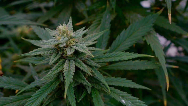 Marijuana plants are pictured at a facility in Tepeji del Rio, Mexico August 26, 2020. (REUTERS File Photo)