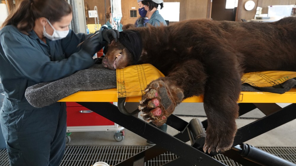 California Department of Fish and Wildlife (CDFW) staff evaluates a bear, as it is treated for burns suffered from the Bear Fire in Butte County, at the Wildlife Investigations Lab, California, U.S., September 21, 2020. Kirsten Macintyre/California Department of Fish and Wildlife/Handout via REUTERS