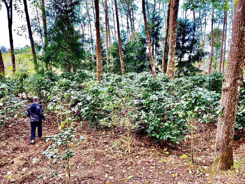 A coffee farm in Wokha district. (Photo Courtesy: Nagaland Coffee)