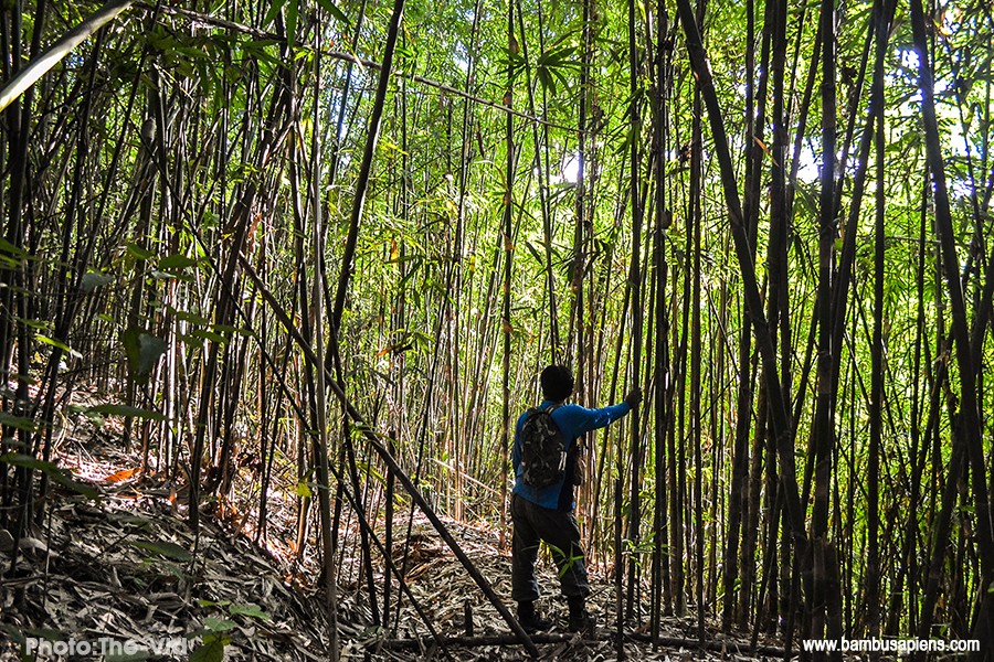 Mizoram government has allocated Rs 131 lakh for bamboo development in the state, informs Mizoram Home minister Lalchamliana on October 1. (Photo courtesy: https://aizawl.nic.in)