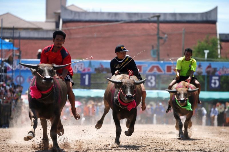 Thailand's annual water buffalo racing festival ploughed ahead on Thursday despite coronavirus travel restrictions leaving the event with a fraction of its usual tourist crowds.Image Credit: REUTERS