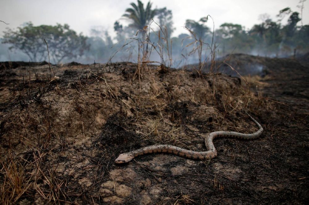 A snake is seen while a tract of the Amazon jungle burns as it is cleared by loggers and farmers in Porto Velho, Brazil August 24, 2019. REUTERS/Ueslei Marcelino