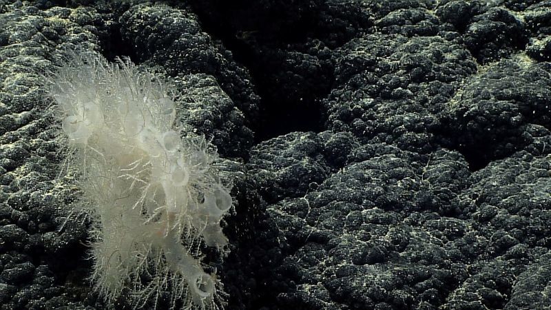 New Black Coral species Antipathes sylospongia is seen in this handout photo from 2015 obtained by Reuters on October 28, 2020. (REUTERS Photo)