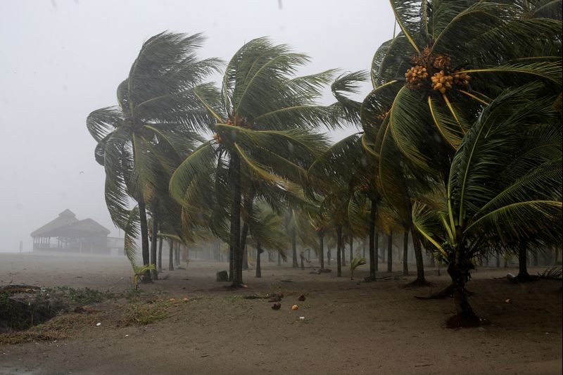 Palm trees sway in the wind as Hurricane Eta approaches, in Tela, Honduras November 3, 2020. (REUTERS Photo)