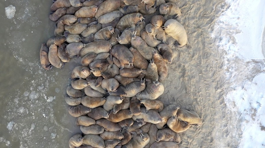 Walruses are seen on the Kara Sea coastline on the Yamal Peninsula, Russia, in this still image from a handout video obtained by Reuters November 3, 2020. Video obtained November 3, 2020. Arctic Research Station of the Institute of Plant and Animal Ecology/Handout via REUTERS