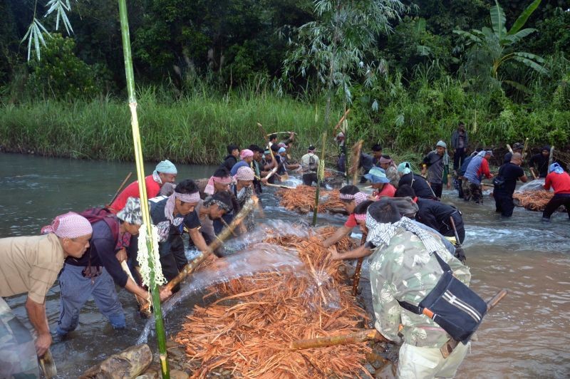 Mopungchuket villagers are seen here thrashing the bark of a fish stupefying plant locally called ‘zü’ as then engage in a traditional community fishing activity at Milak River on November 13. Community fishing is a unique traditional practice of social engagement among the various Naga tribes where villagers fish together in the river by using natural fish stupefying extracts from bark and fruits of certain plants. (Morung Photo)