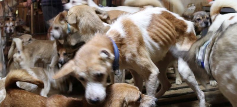 Dozens of dogs, the animal rights group say mostly malnourished and infected by parasites, are crammed inside a tiny house in Izumo, wetsern Japan October 19, 2020, in this handout image provided by an animal rights group Doubutukikin and obtained by Reuters on November 4, 2020. (REUTERS File Photo)