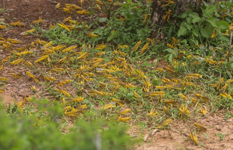 Desert locusts are seen on the vegetation in a grazing land on the outskirt of Daynile district of Mogadishu, Somalia November 13, 2020. (REUTERS Photo)