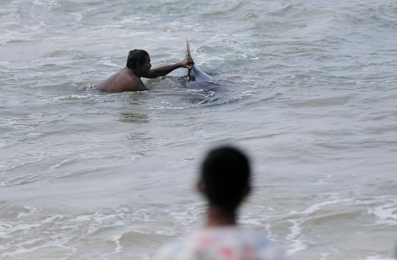 A villager tries to push a pilot whale after being stranded on a beach in Panadura, Sri Lanka, November 3, 2020. (REUTERS Photo)