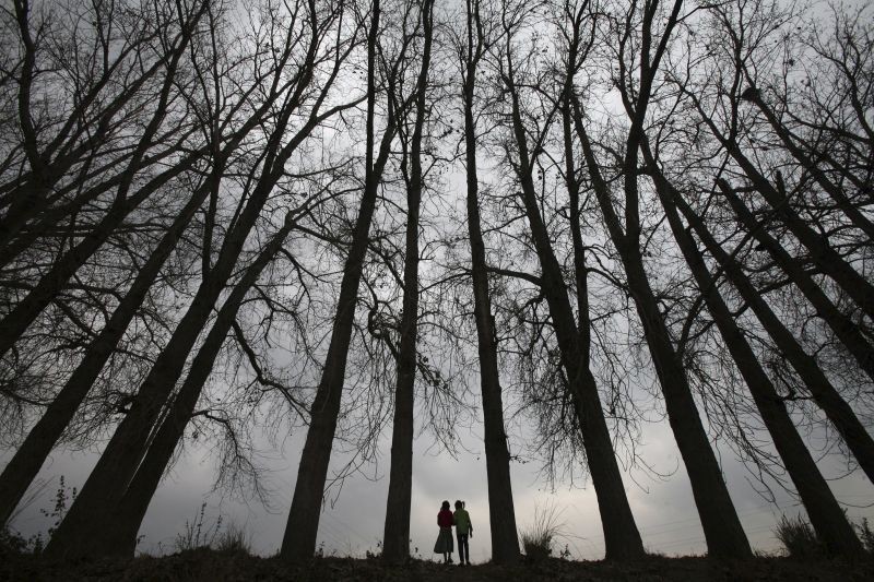 Girls walk beneath a row of parched tress on a winter day in the outskirts of Jammu February 12, 2012. REUTERS File Photo)