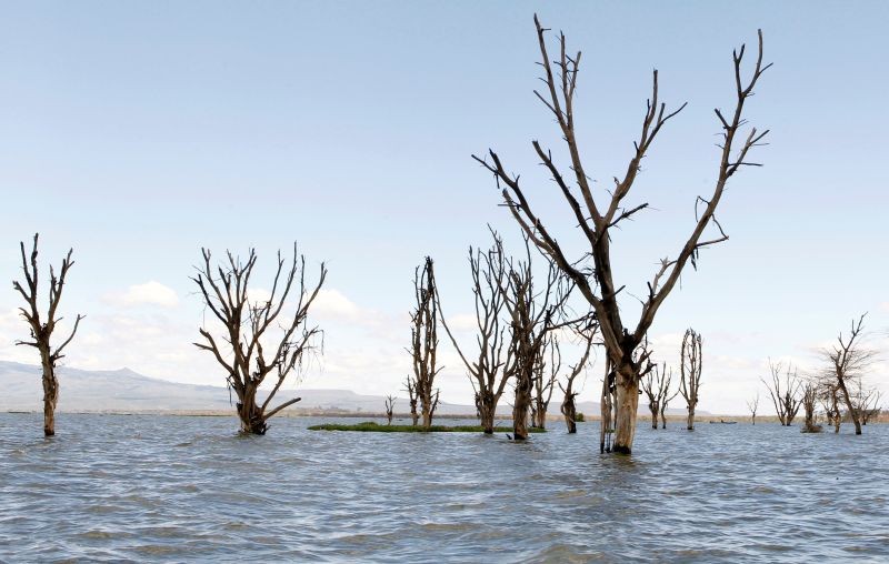 A view shows submerged trees after the water levels at Lake Naivasha bulged to record high, pushing hundreds of people from surrounding farms around Naivasha town within Nakuru county, Kenya November 8, 2020. Picture taken November 8, 2020. (REUTERS Photo)