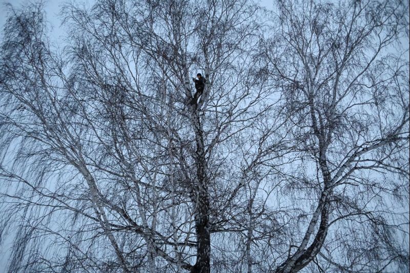 Alexei Dudoladov, student and popular blogger, is seen on a birch tree for better cellular network coverage in his remote Siberian village of Stankevichi, Russia November 13, 2020. (REUTERS Photo)