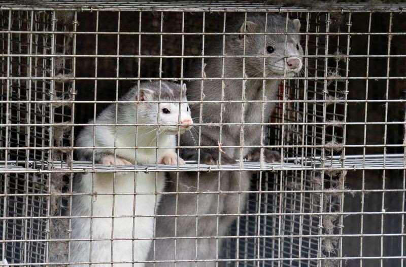 Caged minks look on after police officers arrived at Thorbjorn Jepsen's mink farm, amid the coronavirus disease (COVID-19) outbreak, in Gjoel, Denmark October 9, 2020. (REUTERS File Photo)