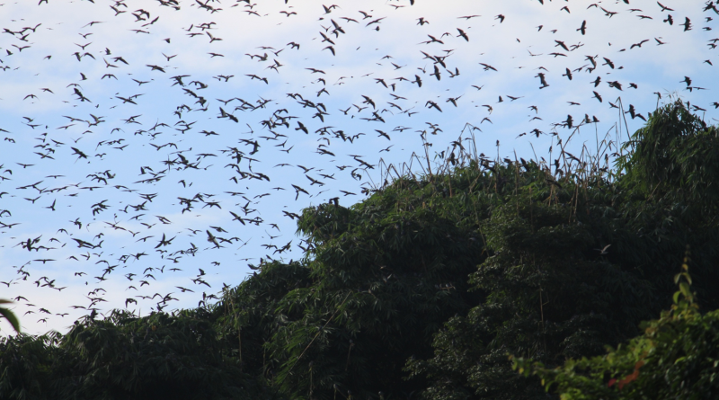 A file photo of Amur falcons roosting in Yaongyimchen Community Biodiversity Conservation Area. (Photo Courtesy: Lemsachenlok Society)