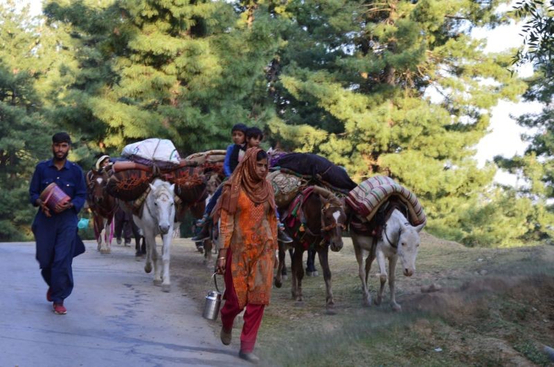 A nomadic woman holds the reins of a horse carrying two boys on their way to a campsite at Yousmarg, Kashmir, October 4, 2020. (Thomson Reuters Foundation  File Photo)