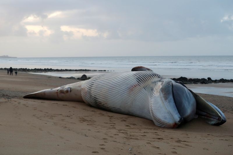 A view shows the dead body of a fin whale which was found stranded on a beach last Saturday in Saint-Hilaire-de-Riez, France, November 16, 2020. (REUTERS Photo)