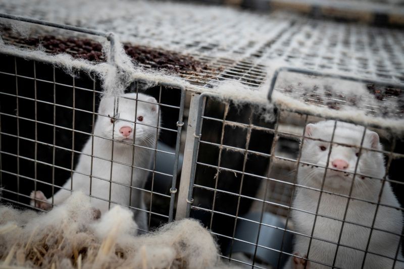 Mink are seen at the farm of Henrik Nordgaard Hansen and Ann-Mona Kulsoe Larsen near Naestved, Denmark, November 6, 2020. (REUTERS File Photo)