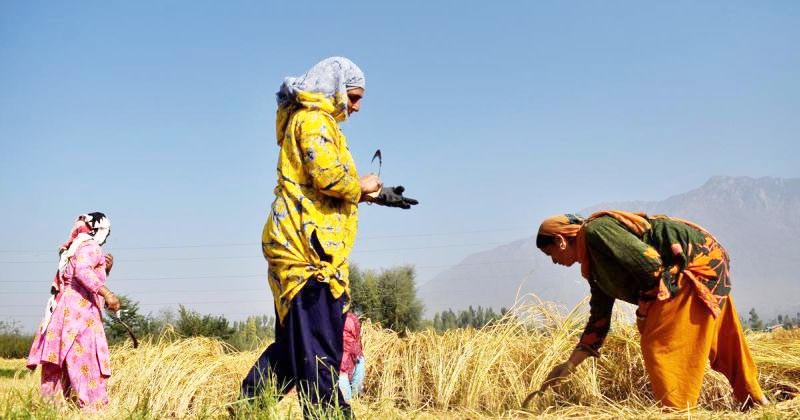 Kashmiri farmers harvest paddy crops on the outskirts of Srinagar September 22, 2020. (REUTERS File Photo)