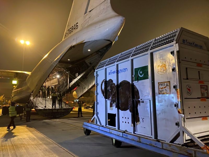 A crate carrying Kaavan, an elephant to be transported to a sanctuary in Cambodia, is seen at the Islamabad International Airport in Islamabad, Pakistan November 30, 2020. (REUTERS Photo)