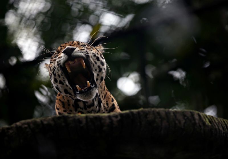 A jaguar yawns inside a cage at Santa Cruz Zoo, amid the outbreak of coronavirus disease (COVID-19) in San Antonio del Tequendama, Colombia April 8, 2020. (REUTERS File Photo)