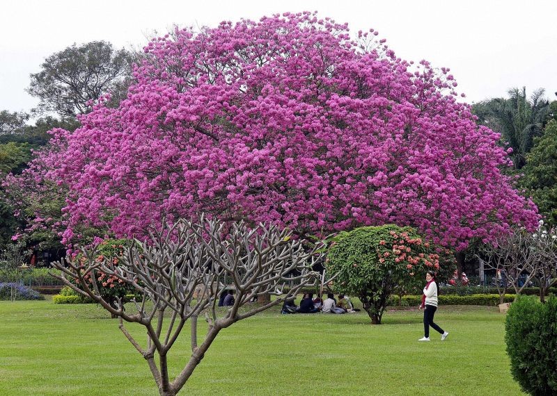 Bengaluru: A Tabebuia tree in full bloom at Cubbon Park in Bengaluru, Thursday, Dec. 17, 2020. (PTI Photo)