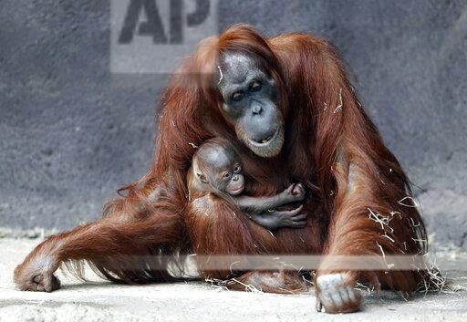 Kawi, a newly born baby of critically endangered Sumatran orangutan, holds on to his mother Mawar at their enclosure at the zoo in Prague, Czech Republic, Tuesday, Dec. 15, 2020. Kawi was born on Nov. 17. 2020. (AP Photo/Petr David Josek)