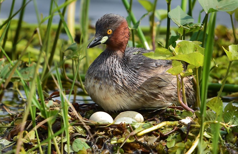 Chennai: A little grebe waterbird warms eggs on a nest in a lake, in Chennai, Saturday, Dec. 12, 2020. (PTI Photo/R Senthil Kumar)