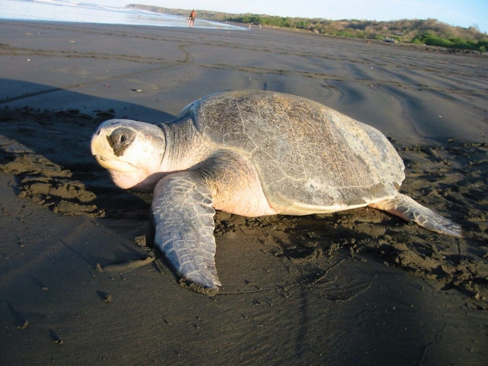 File Photo: An Olive ridley sea turtle Brad Flickinger, CC BY 2.0 <https://creativecommons.org/licenses/by/2.0>, via Wikimedia Commons)