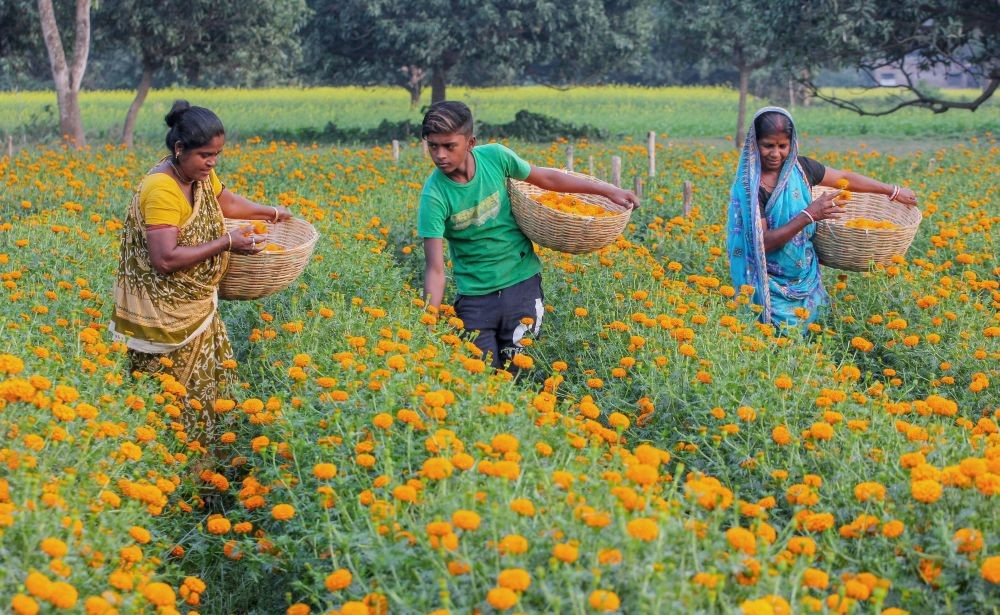 Nadia: Workers pluck flowers from an orchard, in Nadia district, Saturday, Dec. 12, 2020. (PTI Photo)