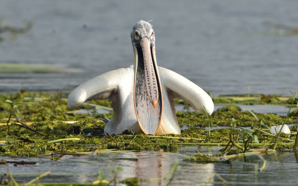  Chennai: A pelican spotted in a lake, in Chennai, Saturday, Dec. 12, 2020. (PTI Photo/R Senthil Kumar)