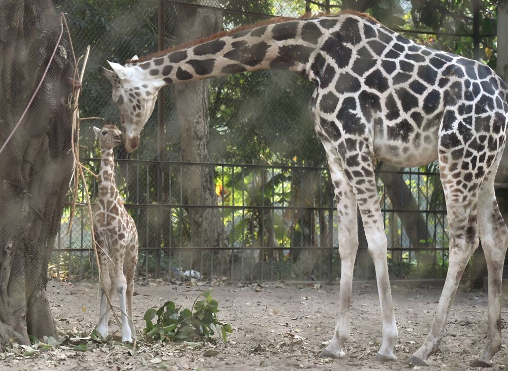 Kolkata: A new born giraffe calf with her mother at Alipore Zoological Garden in Kolkata, Saturday, Dec. 5, 2020. (PTI Photo/Swapan Mahapatra)