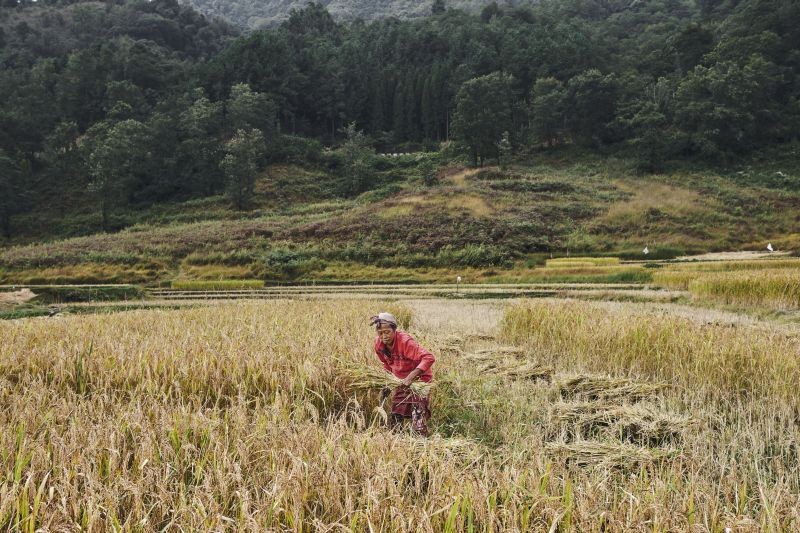 A Naga woman harvesting a paddy field. Despite being an agrarian society, Nagaland still has ways to go to fulfill its potential for food self sufficiency.  (Photo Courtesy: Zhazo Miachieo/Photo Journalist)