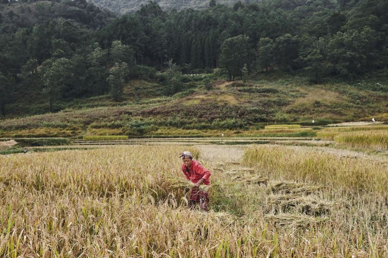 A Naga woman harvesting a paddy field. Despite being an agrarian society, Nagaland still has ways to go to fulfill its potential for food self sufficiency.  (Photo Courtesy: Zhazo Miachieo/Photo Journalist)