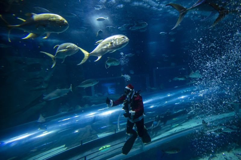 Rio de Janeiro: Aquarist Felipe Luna dressed in a Santa Claus costume swims inside a tank at the AquaRio aquarium in Rio de Janeiro, Brazil, Saturday, Dec. 12, 2020. AP/PTI Photo