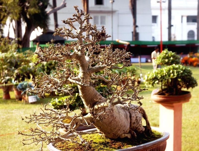 Rare Bonsai tree stolen from ex-DGP's house in Hyderabad. (IANS Photo)