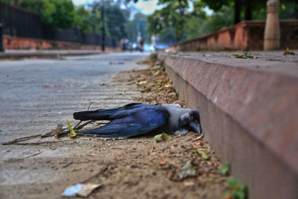 aipur: A dead crow at Ramniwas Garden, in Jaipur, Saturday, Jan. 9, 2021. An alert has been sounded across the country after the detection of bird flu cases in six states. (PTI Photo)